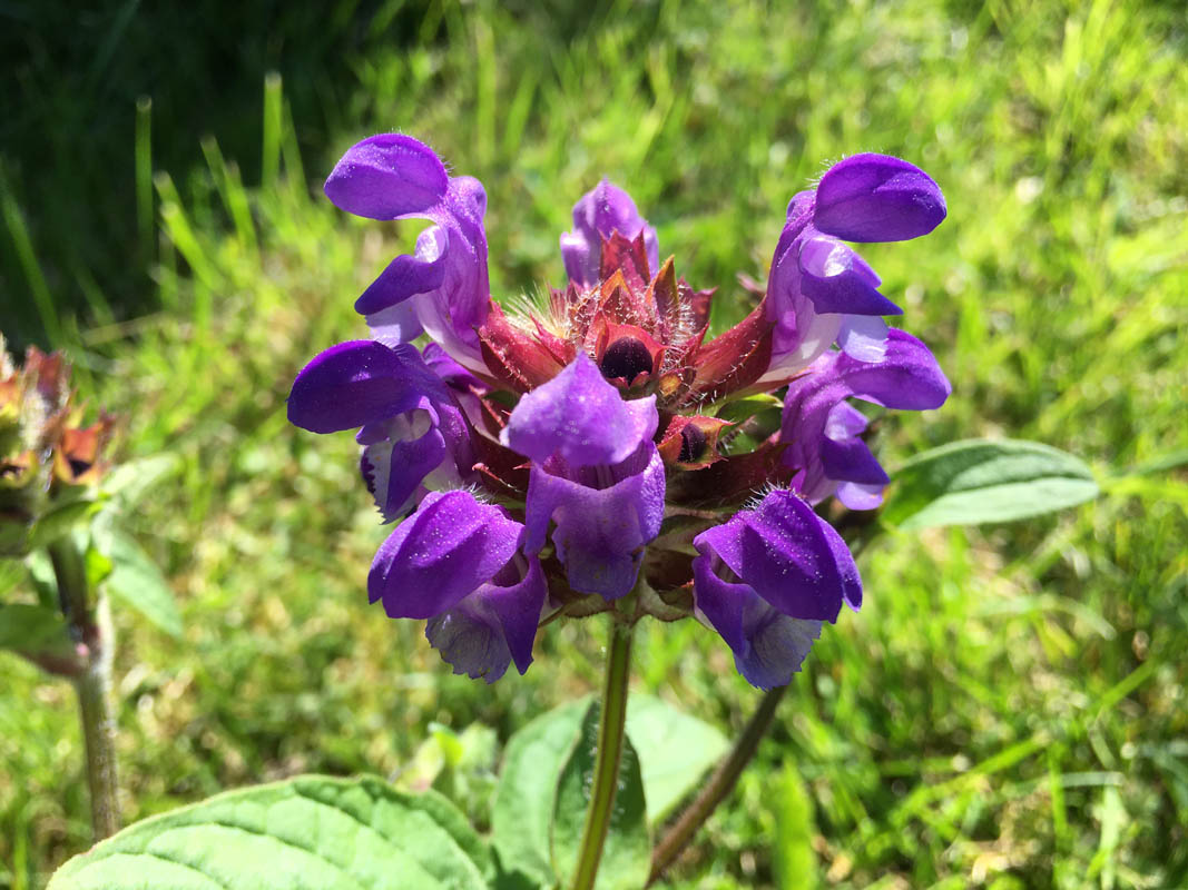 Prunella grandiflora photo